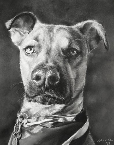 Katie Emmitt Art Custom Realism Pastel Dog Portrait