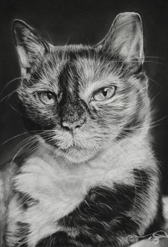 Katie Emmitt art - custom cat realistic pastel pet portrait