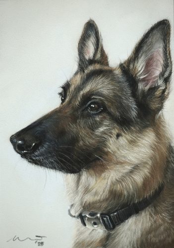 Katie Emmitt Art Custom Realism Pastel Pet Portrait
