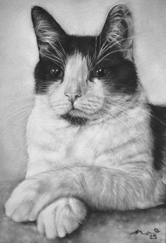 Katie Emmitt art - custom cat realistic pastel pet portrait