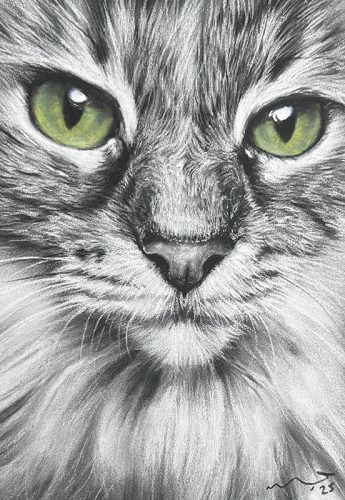 Katie Emmitt art - custom cat realistic pastel pet portrait