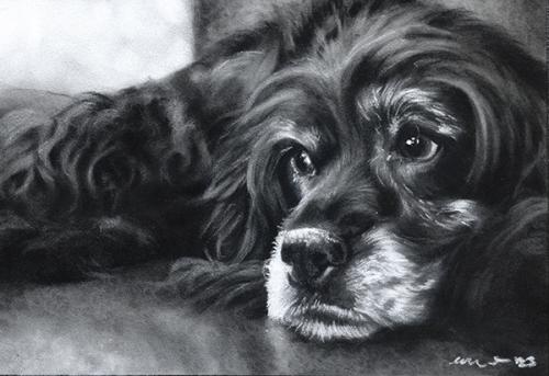 Katie Emmitt Art - Dog Pastel Portrait