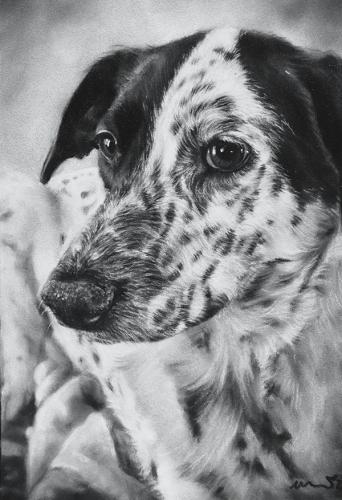 Katie Emmitt Art - Dog Pastel Portrait